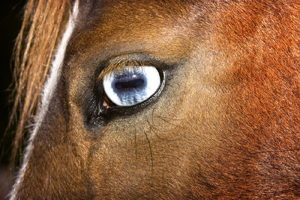 Esko Mannikko, Untitled, 2009, from the series Harmony Sisters