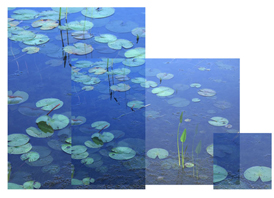 on lotus ponds (triptych)