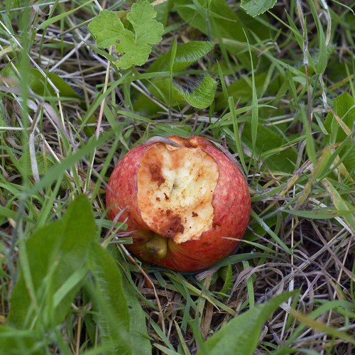 Baby Slug<br/>Digital C-Type<br/>2014<br/>